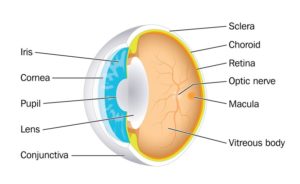 macular degeneration nz